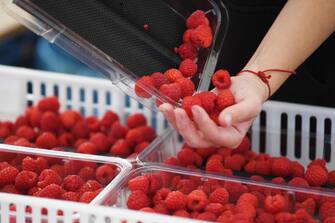 epa08502087 A seasonal worker picks raspberries at Winterwood fruit farm near Maidstone, Britain, 22 June 2020. Winterwood farm manager Stephen Taylor notes that coronavirus restrictions on travel means that Polish, Bulgarian and Romanian workers, who traditionally pick, are unable to travel to the UK, for work. This growing season, the farm has been able to use a number of UK workers. In a normal season around 80 pickers are used and only 2 are from England. However, in 2020, 40 pickers are English and are local to the farm area. The UK based pickers are a mixture of workers furloughed by coronavirus and students unable to travel or work in the hospitality sector. Taylor cautions the idea that this new recruitment will solve issues with seasonal working due to Brexit, as the influx of available workers is directly related to coronavirus.  EPA/NEIL HALL  ATTENTION: This Image is part of a PHOTO SET