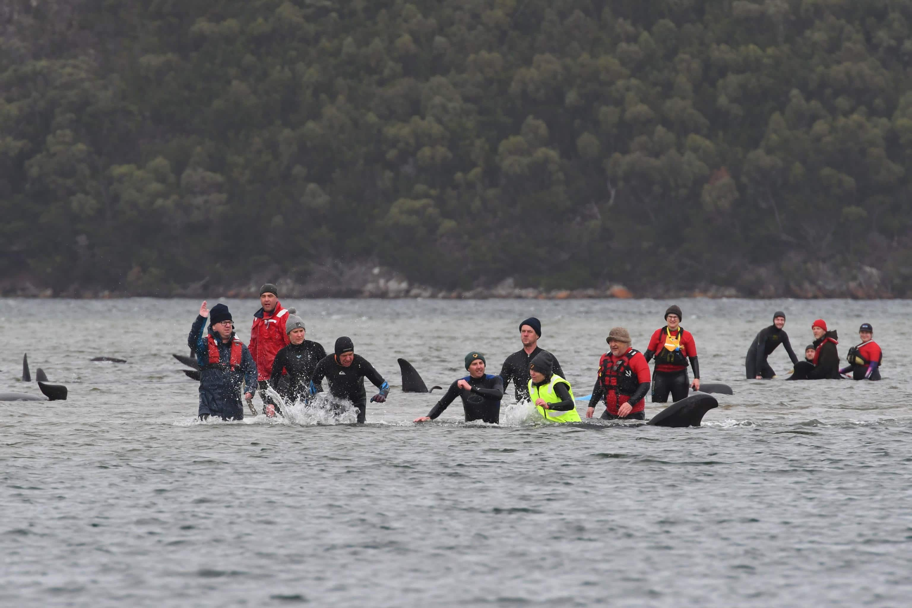 Balene Spiaggiate Tasmania