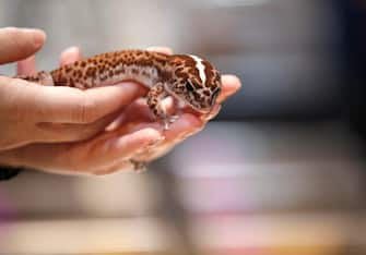 epa10861815 A buyer touches a gecko sale as exotic pets at T-REX Thailand Reptile Expo in Bangkok, Thailand, 15 September 2023. The T-REX Thailand Reptile Expo is a trade showcase exhibiting hundreds of reptiles and exotic animals breeders to sell the reptile as exotic pets for enthusiasts.  EPA/RUNGROJ YONGRIT