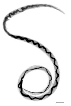lumaca killer