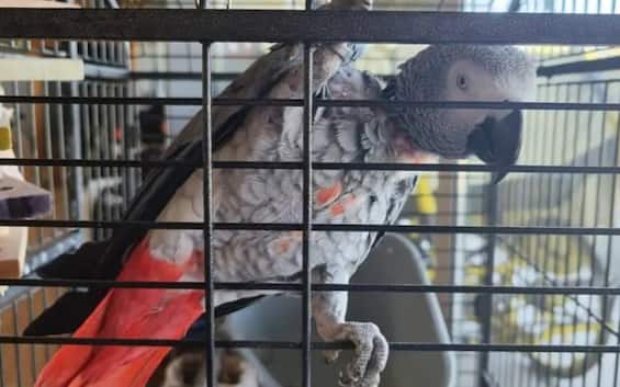 Milano, ritrovato dopo 7 anni: torna a casa il pappagallo Gino Milano, ritrovato dopo 7 anni: torna a casa il pappagallo Gino
