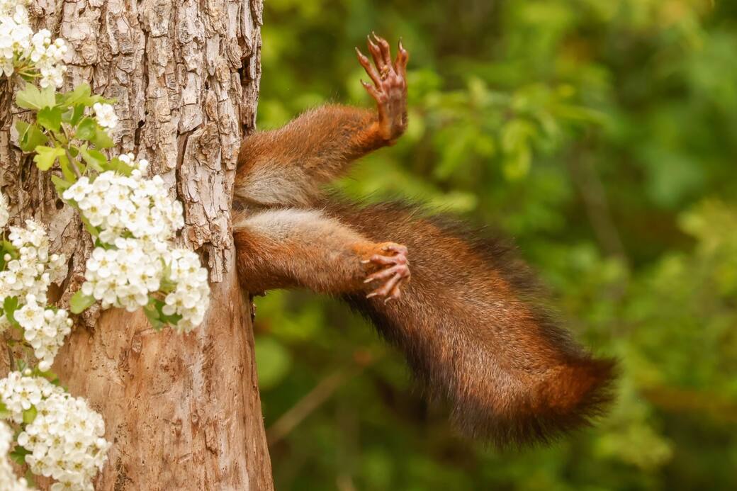 (c)_Milko_Marchetti_Stuck_Squirrel_-_Nikon_Comedy_Wildlife_Awards.jpg