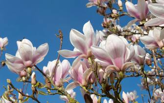 An established flowering Magnolia x soulangeanna tree in spring