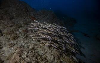 HATAY, TURKIYE - DECEMBER 02: Catfishes are seen on the ocean floor during the awareness dive of Sahika Ercumen, United Nations Development Program (UNDP) Turkiye "Defender of life in sea" and World Record Holder in freediving as part of the UNDP project's that strives to protect marine life and the fragile ecology of Samandag district of Hatay, Turkiye on December 02, 2022. Sahika Ercumen dove to a depth of about 20 meters to demonstrate the harm done by humans to the world's water resources, the waste pollution in the living spaces of underwater creatures, to combat the climate crisis, the pollution of the Asi River, and to call for emergency measures. (Photo by Sebnem Coskun/Anadolu Agency via Getty Images)