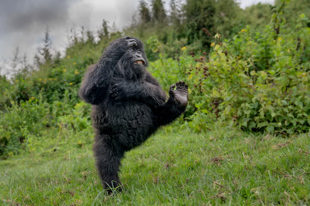©Mark Meth-Cohn / Nikon Comedy Wildlife Awards