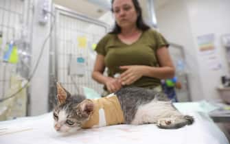 epa10934407 A three-month old cat found in Kibbutz Nir Yitzhak with a lost arm during the Hamas attack, receives treatment at the Hebrew University Veterinary Hospital in Rishon Lezion, Israel, 23 October 2023. The veterinary service in Israel together with hundreds of volunteers evacuated hundreds of injured pets to the veterinary hospitals throughout the country, after Hamas militants launched an attack against Israel from the Gaza Strip on 07 October. More than 4,500 Palestinians and 1,400 Israelis have been killed, according to the Israel Defense Forces (IDF) and the Palestinian health authority, since Hamas militants launched an attack against Israel from the Gaza Strip on 07 October.  EPA/ABIR SULTAN