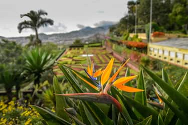 Giardino botanico di Madeira