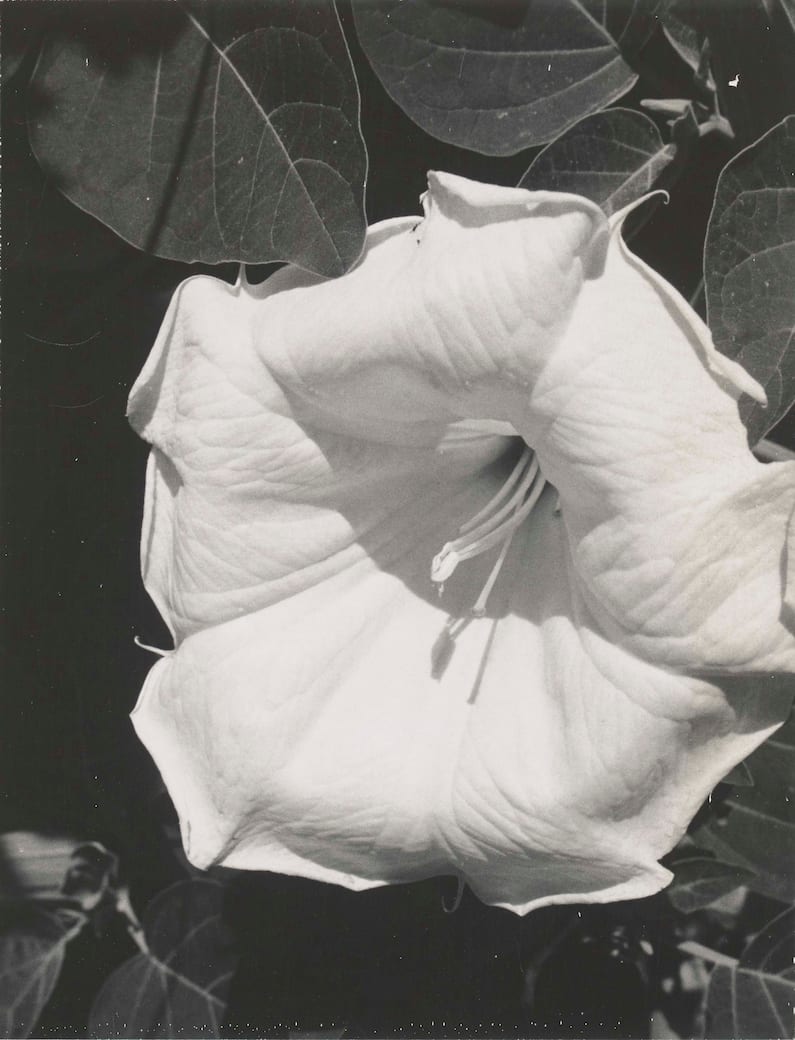 O_Keeffe-Jimsonweed_(EX_2021_GO_089).jpeg