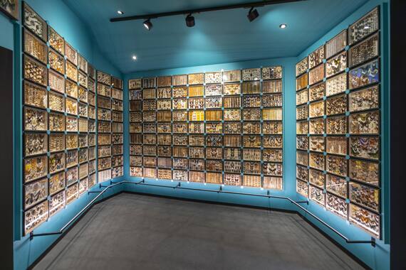 MUST - museo di Storiografia Naturalistica d’Italia, Parma. Sala delle Farfalle (Collezione Don Boarini) © Nicola Franchini