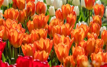 White, orange and red tulips in Spring flower bed outdoors