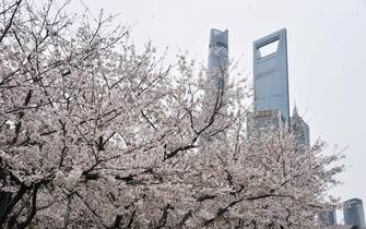 SHANGHAI, CHINA - MARCH 22: A view of blooming cherry blossoms at Pudong Century Avenue with the Jinmao Tower, the Shanghai Tower and the Shanghai World Financial Center in the background on March 22, 2022 in Shanghai, China. (Photo by Yang Jianzheng/VCG via Getty Images)