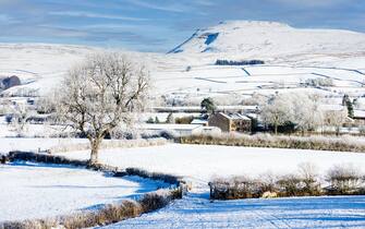 Freshly covered with snow, Ingleborough (1 of the famous Yorkshire 3 Peaks (723 m or 2,372 ft) is the backdrop to the village of Ingleton, with farms, sheep and farm outbuilding in the foreground. Hoar frost features on the trees.
