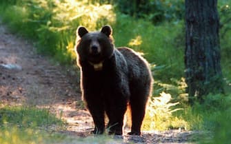 Orso in Trentino. ANSA/UFF STAMPA PAT ++NO SALES, EDITORIAL USE ONLY++