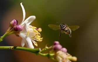 A honey bee flies towards a lemon tree flower in Marseille, southern France, on April 16, 2023. (Photo by Nicolas TUCAT / AFP) (Photo by NICOLAS TUCAT/AFP via Getty Images)