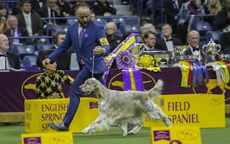 epa10618471 English Setter Cider from the Sporting Group is presented during the 147th annual Westminster Kennel Club Dog Show being held at the USTA Billie Jean King National Tennis Center in Flushing Meadows, in the Queens borough of New York, New York, USA, 09 May 2023. Cider won best of the Sporting Group.  EPA/SARAH YENESEL