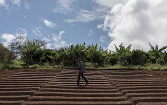 26 November 2018, Bolivia, Los Yungas: A man walks through a newly established coca plantation in the community of Cruz Loma, Los Yungas. This region has the largest area of coca cultivation in the country. According to the United Nations Office on Drugs and Crime (UNODC), the area grew by six percent in 2017. In Bolivia, chewing coca leaves is a tradition and widespread and legal practice. Bolivia is the third largest coca producer worldwide after Peru and Colombia. Photo: Marcelo Perez del Carpio/dpa
