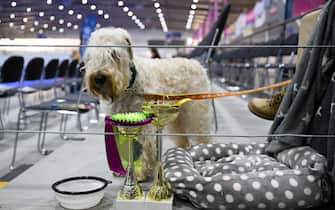 epa10957338 A dog stands next to trophies during the International Dog Show 2023 at the Poznan International Fair in Poznan, Poland, 04 November 2023. Dog lovers and enthusiasts, during the three day event, can enjoy showcasing 250 dog breeds and also explore stands presenting numerous accessories for dogs.  EPA/JAKUB KACZMARCZYK POLAND OUT