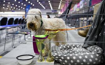 epa10957338 A dog stands next to trophies during the International Dog Show 2023 at the Poznan International Fair in Poznan, Poland, 04 November 2023. Dog lovers and enthusiasts, during the three day event, can enjoy showcasing 250 dog breeds and also explore stands presenting numerous accessories for dogs.  EPA/JAKUB KACZMARCZYK POLAND OUT