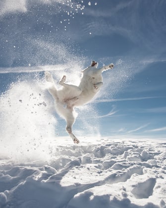 The Comedy Pet Photography Awards 2024
Sylvia Michel
BRIENZ BE
Switzerland
Title: Everybody is Kung Fu Fighting
Description: I made this picture in Toggenburg.I threw a few snowballs and my dog jumped after them with great enthusiasm. That's how this picture came about
Animal: Berger Blanc Swiss (@rastawhiteshepherd)
Location of shot: Chäserugg