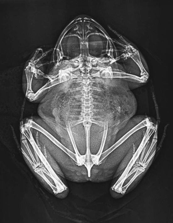 London Zoo’s veterinary team have dug into their archives to share a new series of amazing x-ray images - taken while caring for the conservation zoo’s 14,000 animals.
The striking images, shared ahead of the zoo’s half-term visitor event, Vets in Action (Saturday 11 – Sunday 19 February), show the sheer variety of work undertaken by the expert team over the past decade; from caring for Critically Endangered big-headed turtles and mountain chicken frogs to pygmy slow loris and Humboldt penguin chicks, the images reveal how their patients range far beyond the usual cats and dogs.
London Zoo’s pioneering veterinary team have been integral to the iconic zoo’s science-led conservation work since the on-site clinic officially opened in 1955; the team works with zookeepers to carry out regular health checks on all London Zoo’s animals, helping to protect almost 400 species, from Critically Endangered Western lowland gorillas, to Sumatran tigers.
The fascinating images have been shared ahead of the conservation zoo’s award-winning Vets in Action event (Saturday 11 – Sunday 19 February), where kids can join the vet team at London Zoo for a packed week of immersive family activities celebrating their incredible work.

-PICTURED: Animal x-rays
-LOCATION: London UK
-DATE: 8 Feb 2023
-CREDIT: ZSL London Zoo/Cover Images/INSTARimages.com