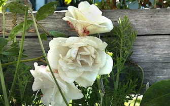 Cover lead story on English gardens and their various forms in Southern California Â  the spell of buxom clumps of flowers and rose petals spilling from a treeÂ hugging vine. The photo conveys the romance and beauty of garden with White iceberg roses vines climbing along the rustic aged wooden fence.  (Photo by Kirk McKoy/Los Angeles Times via Getty Images)
