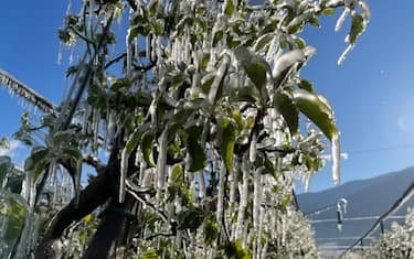 In Alto Adige la magia dei meleti ghiacciati. Irrigazione antibrina contro le gelate primaverili. 