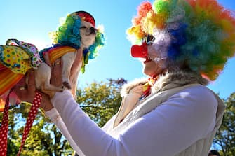 NEW YORK, NEW YORK - OCTOBER 22: Cleo The Clown Chihuahua and her owner participate in the Annual Tompkins Square Halloween Dog Parade on October 22, 2022 in New York City. The parade returned to Tompkins Square Park after being relocated last year. Â (Photo by Alexi Rosenfeld/Getty Images)