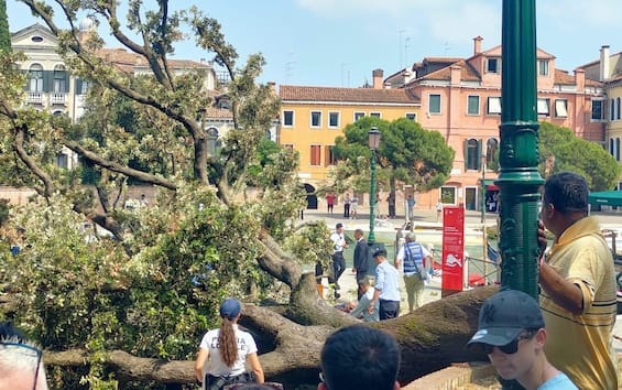 Venezia, cade albero su turisti: ci sono feriti Venezia, cade albero su turisti: ci sono feriti