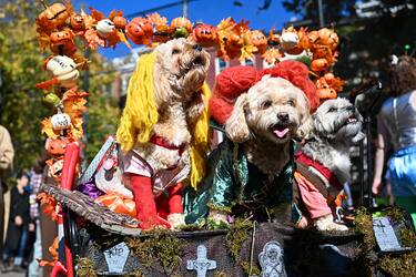 NEW YORK, NEW YORK - OCTOBER 22: Penny a pappou dog, Sadie a peekapoo dog, and Sandy a habaneese dog pose  in the Annual Tompkins Square Halloween Dog Parade on October 22, 2022 in New York City. The parade returned to Tompkins Square Park after being relocated last year. Â (Photo by Alexi Rosenfeld/Getty Images)