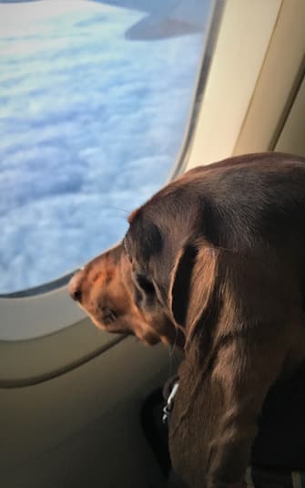 Miniature dachshund looking at the landscape through the window of an airplane in flight, close-up