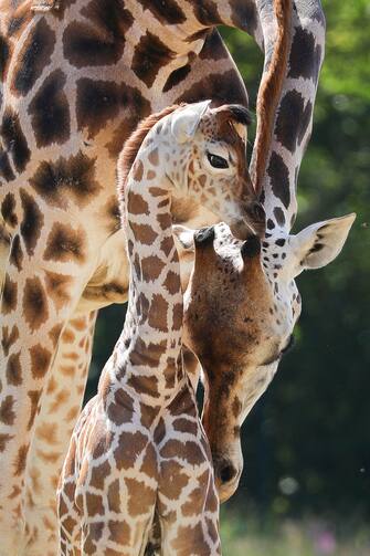 GERMANY ANIMALS GIRRAFE BERLIN TIERPARK ZOO