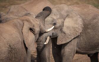 Elephants are seen in Addo Elephant National Park on April 4, 2023. - Plans to build new wind farms next to a South African national park have riled wildlife activists who worry the turbines will ruin the landscape and impact elephants.
More than 200 turbines are slated to be erected in the vicinity of the Addo Elephant National Park, in the country's south, after the Environment Ministry dismissed a legal bid to block the project last year. (Photo by Michele Spatari / AFP) (Photo by MICHELE SPATARI/AFP via Getty Images)