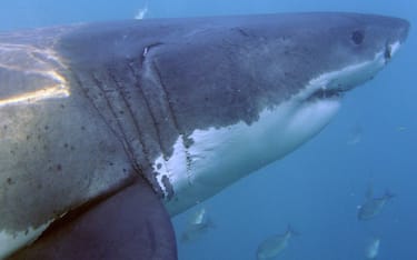 Uno squalo bianco (Carcharodon carcharias) in un'immagine d'archivio. Ucciso da uno squalo bianco che, in solo boccone, ha inghiottito metà del suo corpo. Questa l'orribile fine di un surfista di vent'anni, oggi al largo dell'isola australiana di Wedge, a nord di Perth. "C'era sangue dappertutto e un enorme squalo bianco girava intorno a metà di un torso umano", ha raccontato un uomo che stava facendo jet-ski vicino al giovane surfista quando è stato dilaniato dall'animale.  ANSA/HELMUT FOHRINGER