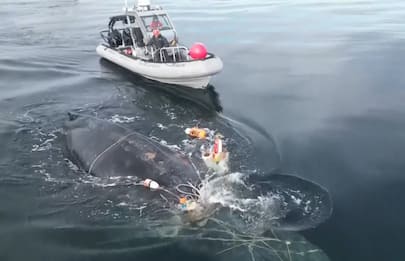 Canada, megattera impigliata tra le reti viene liberata in mare. VIDEO