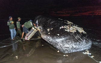 Members of an environmental task force team inspect the mouth of a dead whale on a beach in Jembrana, in Indonesia's resort island of Bali. (Photo by DICKY BISINGLASI / AFP) (Photo by DICKY BISINGLASI/AFP via Getty Images)