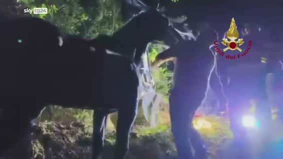 Ascoli Piceno, cavalli cadono in un burrone: salvati Ascoli Piceno, cavalli cadono in un burrone: salvati