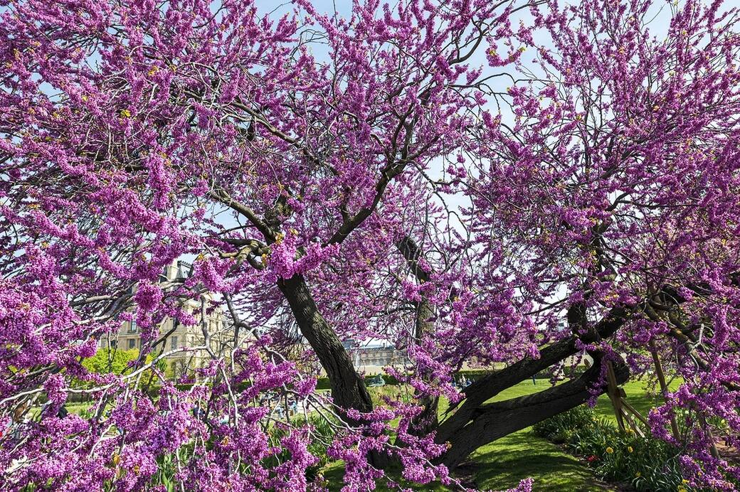 Judas_Tree._Cercis_siliquastrum_Jardin_des_Tuileries._Barnabé_Moinard_©_Blue_Crow_Media.jpg