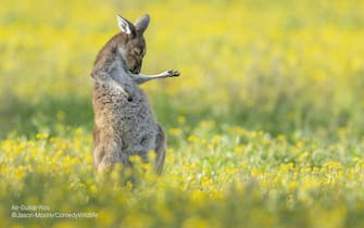 The Comedy Wildlife Photography Awards 2023
Jason Moore
Perth
Australia

Title: Air Guitar Roo
Description: I was driving past a mob of Western Grey Kangaroos feeding in an open field that was filled with attractive yellow flowers. I had my camera with me, so I stopped to grab a few photos. I suddenly noticed this individual adopt a humorous pose - to me it looks like he's practising strumming on his Air Guitar.
Animal: Western Grey Kangaroo
Location of shot: Perth, Australia