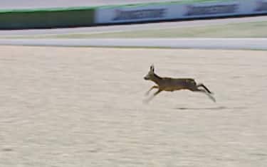 UN CERBIATTO IN AUSTRIA