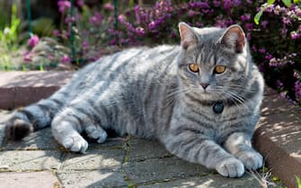 Domestic Short Haired Cat lying down in shade in a Garden
