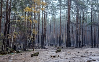 KHARKIV REGION, UKRAINE - OCTOBER 26, 2022 - Ammunition boxes are scattered among pine trees in a forest near Izium after the liberation of the area from Russian invaders, Kharkiv Region, northeastern Ukraine.
