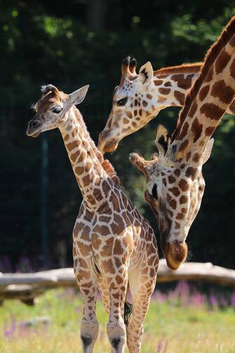 GERMANY ANIMALS GIRRAFE BERLIN TIERPARK ZOO
