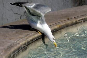 Rome, ITALY:  A seagull drinks water from a fountain in Piazza Venezia in downtown Rome 26 June 2005, following the current heatwave in Italy and elsewhere in Europe. Northern Italy is currently affected by a heatwave which could continue in the next days.  Heatwave protection was stepped up from level two to three putting hospitals on alert and requiring social workers to make contact with members of the public at risk from heat-stroke.  AFP PHOTO/ Vincenzo PINTO  (Photo credit should read VINCENZO PINTO/AFP via Getty Images)