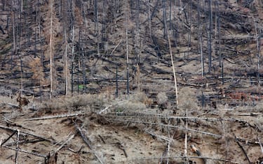 Nelle Americhe livelli estremi di emissioni di carbonio da incendi