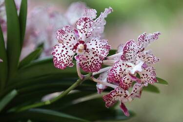 Le orchidee di Quinta da Boa Vista