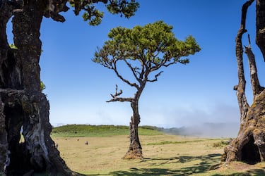 La foresta di Fanal