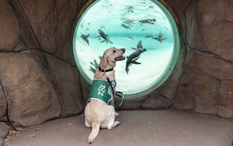  Bess  one of two British detection dogs specially trained to detect and protect Critically Endangered pangolins in Thailand is mesmerised by Penguins as they tour London zoo before being deployed to Thailand. The two dogs have been specially trained by the Metropolitan police to detect pangolins and help fight their illegal wildlife trade and are soon to be deployed to Thailand where they will work with the ZSL conservation charity s team of experts protecting the Critically Endangered pangolin in Thailand.  28.02.2023 

Material must be credited "The Times/News Licensing" unless otherwise agreed. 100% surcharge if not credited. Online rights need to be cleared separately. Strictly one time use only subject to agreement with News Licensing