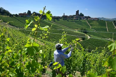 Non solo caporalato nei vigneti delle Langhe: l'Accademia della Vigna