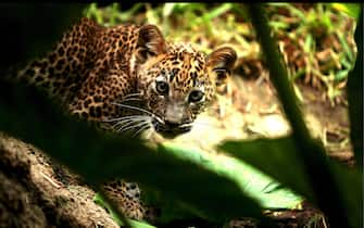 epa01088814 Sri Lankan Leopard cub at the Zoo of Fuengirola, Spain, 11 August 2007. The cub was born two months ago and is the first Sri Lankan leopard to be born in Spain under the program of  " Union for Nature Conservation "  (UICN). The Sri Lankan leopard is in the Red List of Endangered Species.  EPA/López Perujo