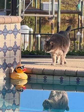 The Comedy Pet Photography Awards 2024
Diann Johnson
West Palm Beach
United States
Title: Pool Friends
Description: Our cat Grey making a new friend in the pool.
Animal: Cat
Location of shot: Florida